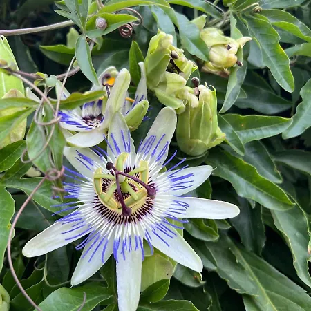 Casona La Teja En Ribadedeva * Noriega